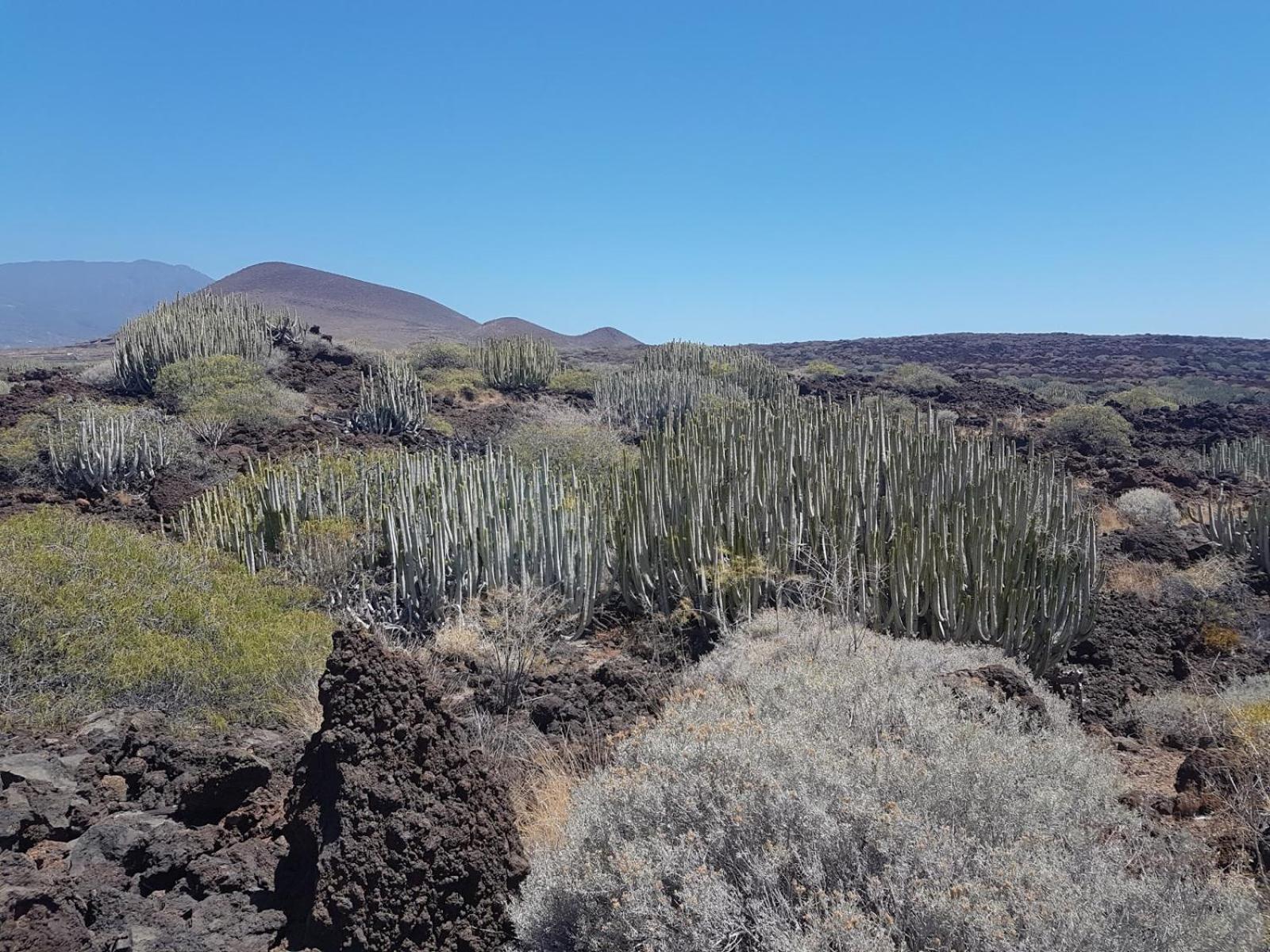 Las Palmeras Puertito de Guimar Bagian luar foto